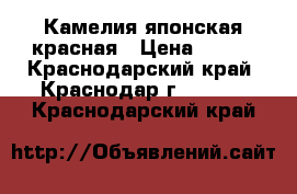 Камелия японская красная › Цена ­ 500 - Краснодарский край, Краснодар г.  »    . Краснодарский край